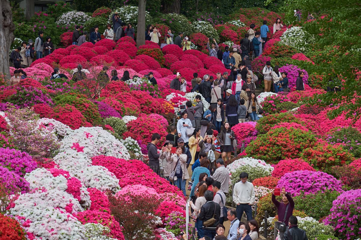 Bunkyo Azalea Festival 2027