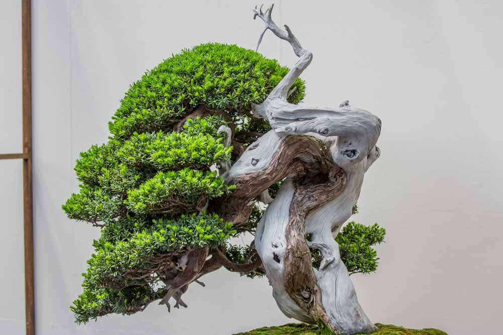 Photographs from the 8th World Bonsai Convention