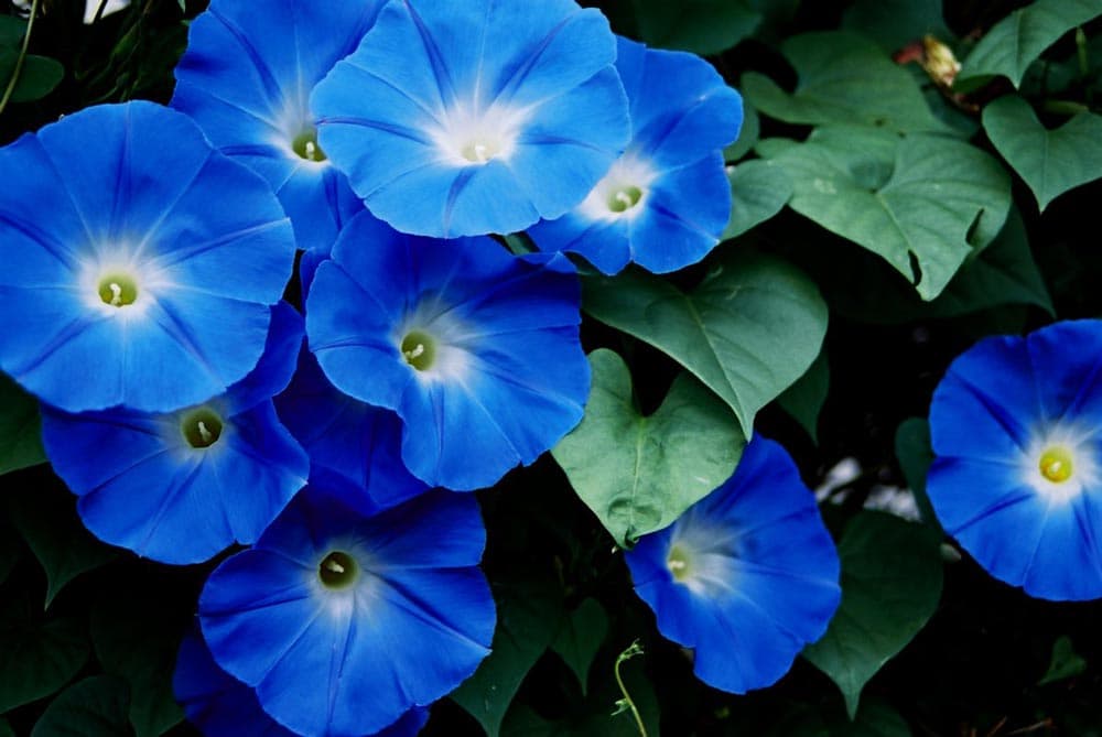 Iriya Asagao Matsuri (Morning Glory Festival) 2026
