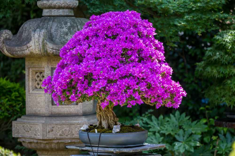 Omiya Bonsai Festival 2027