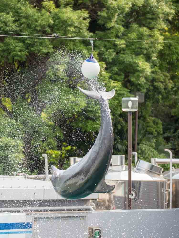 Shinagawa Aquarium