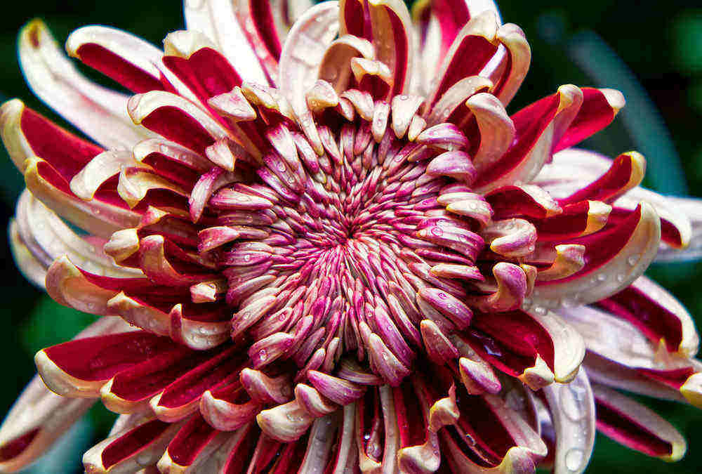 Bunkyo Chrysanthemum Festival 2026