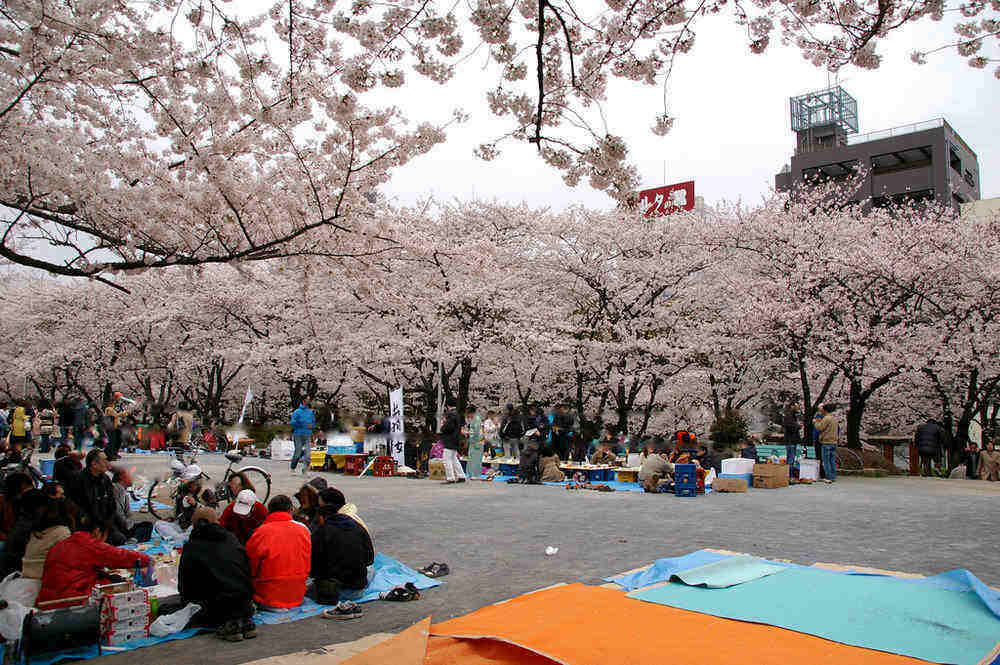 Sumida Park Cherry Blossom Festival 2027
