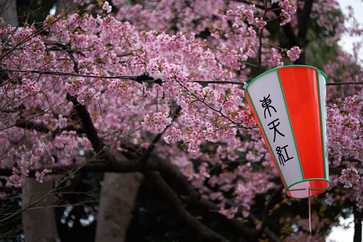 Ueno Cherry Blossom Festival 2027