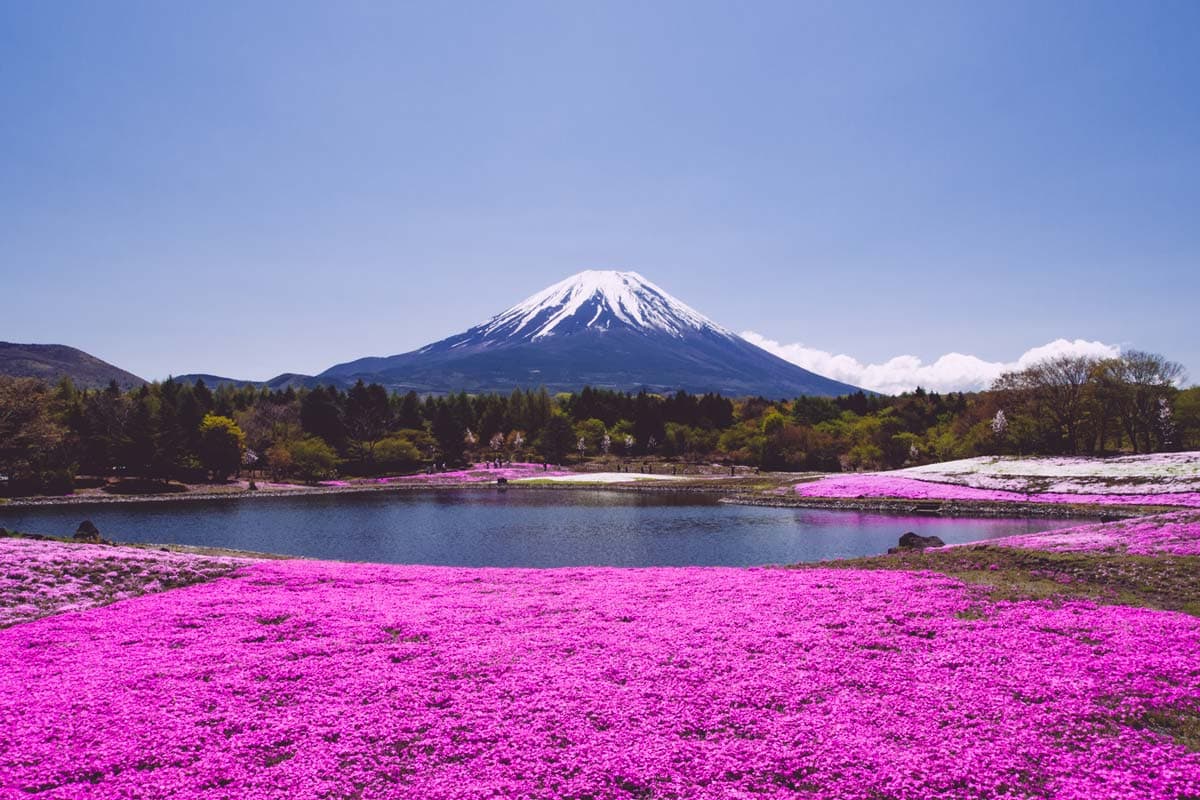 Fuji Shibazakura Festival