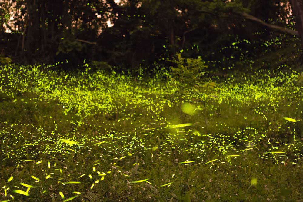 Tokyo’s Best Firefly Viewing Spots