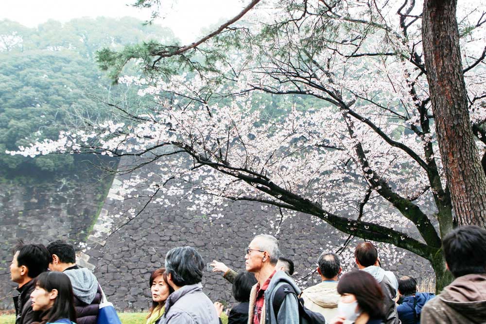 Spring Public Opening of Inui Street