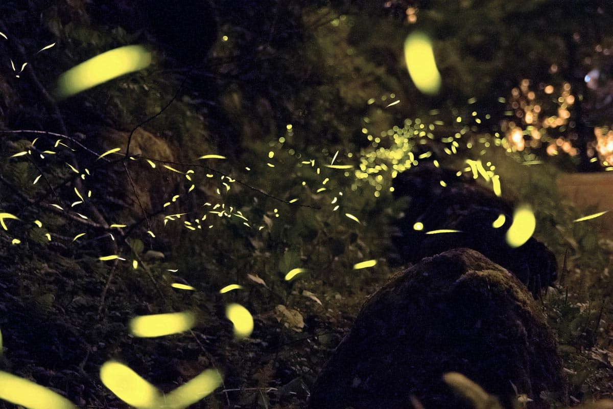 Sankeien Garden Firefly Evening