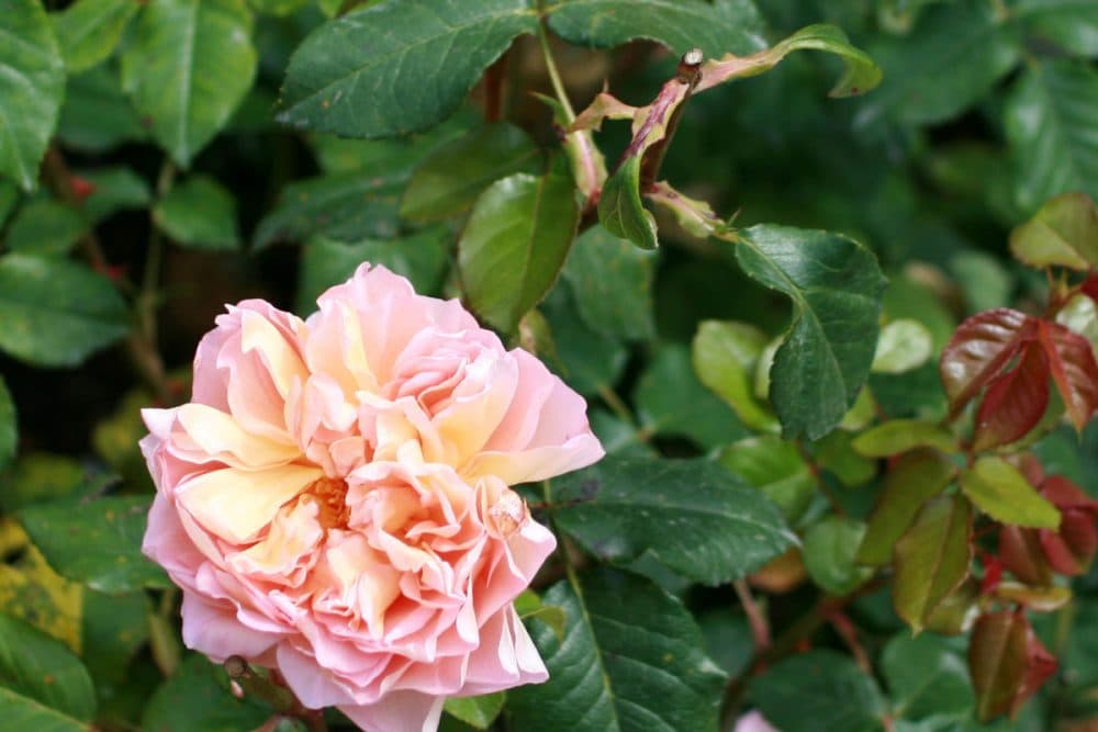 Jindai Botanical Gardens