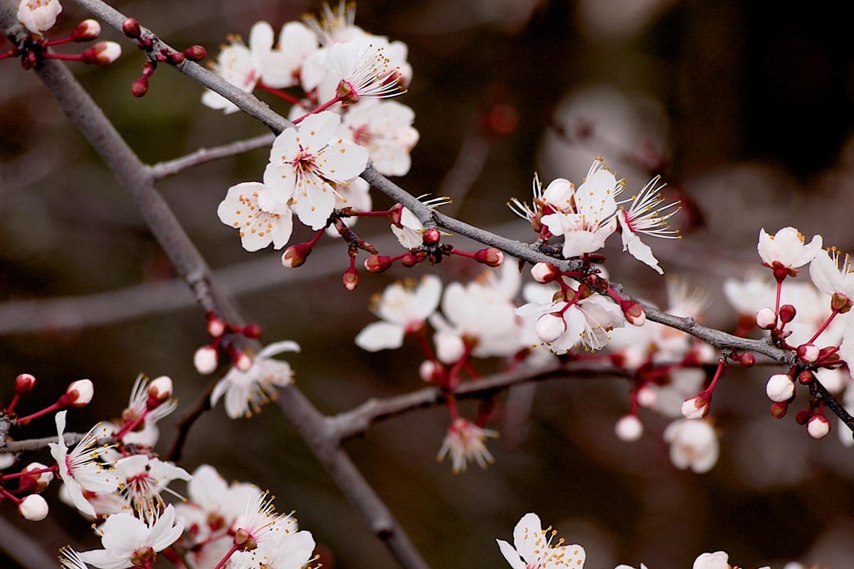 Bunkyo Plum Festival 2027