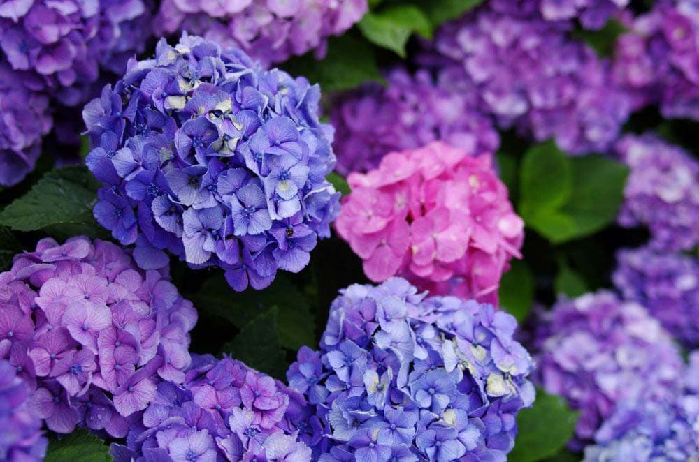 Hakkejima Ajisai Festival 2026