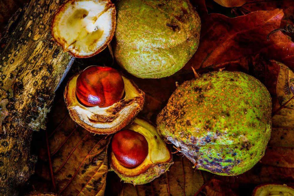 Okunitama Shrine Autumn Chestnut Festival 2026