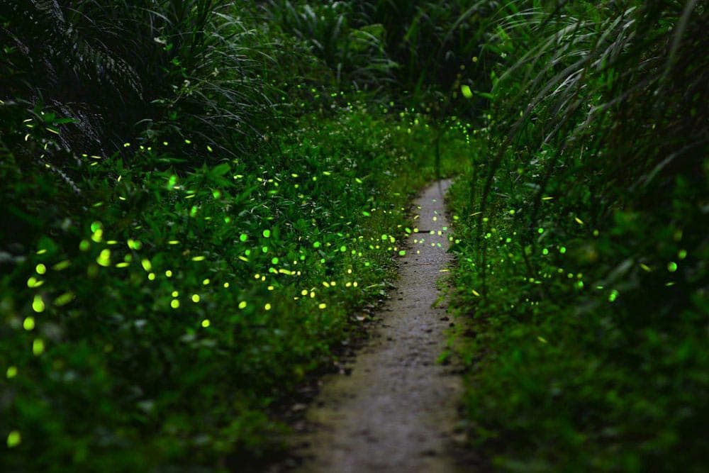 Kugayama Firefly Festival 2026