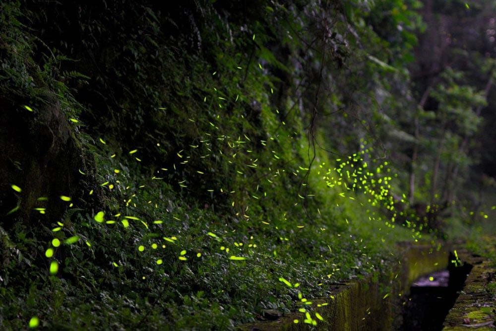 Fussa Firefly Festival 2026