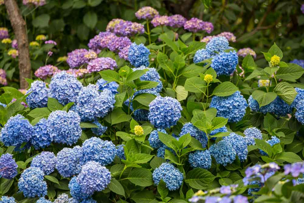 Bunkyo Hydrangea Festival 2026