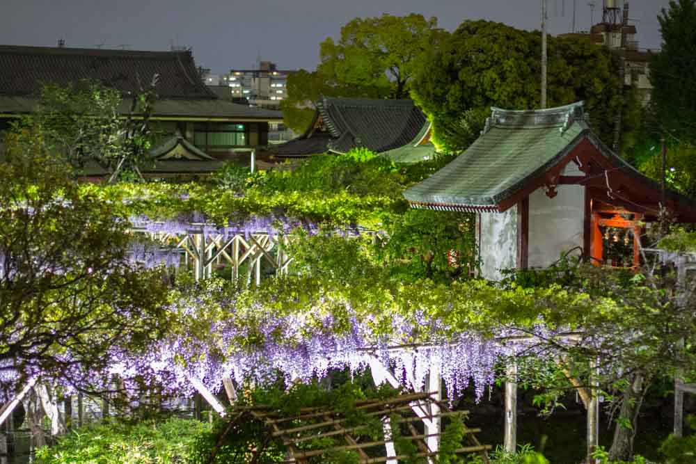 Kameido Tenjin Wisteria Festival 2026