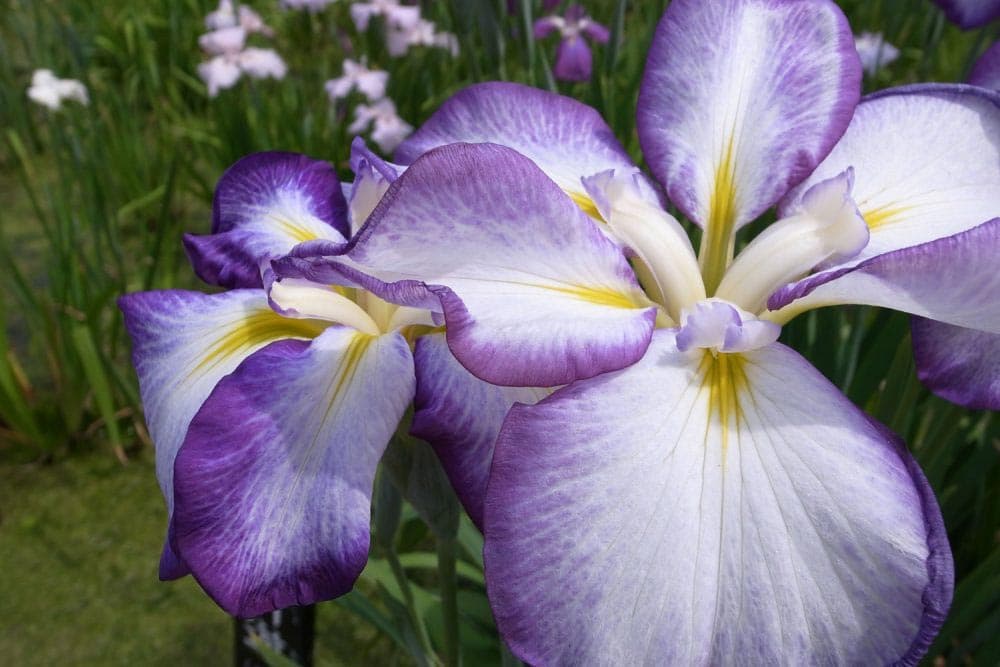 Katsushika Iris Festival 2026