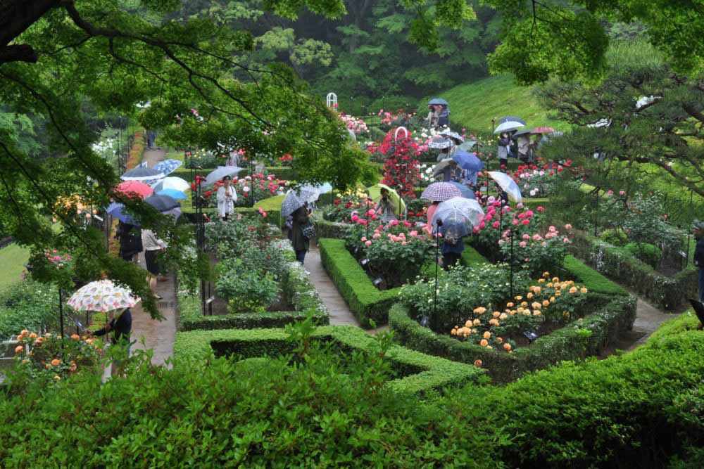 Kyu-Furukawa Rose Festival 2026