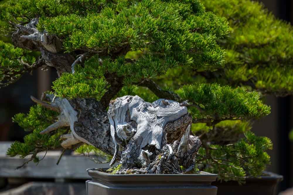 The Omiya Bonsai Art Museum