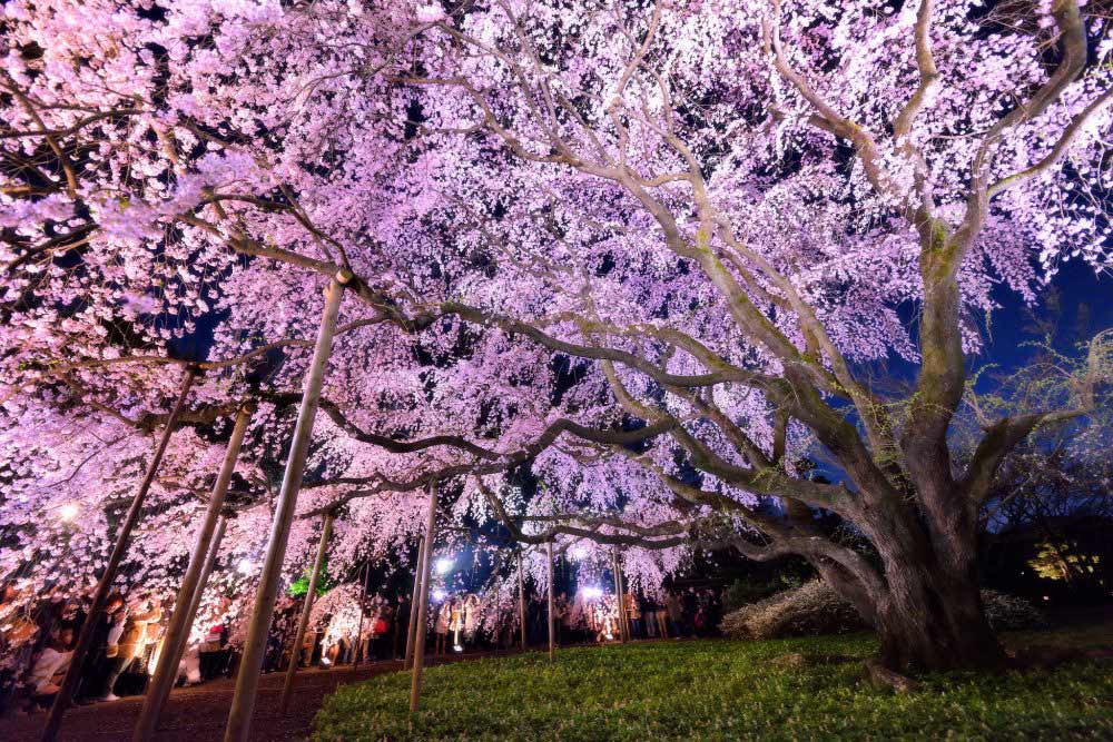 Rikugien Cherry Blossom Light-Up 2027