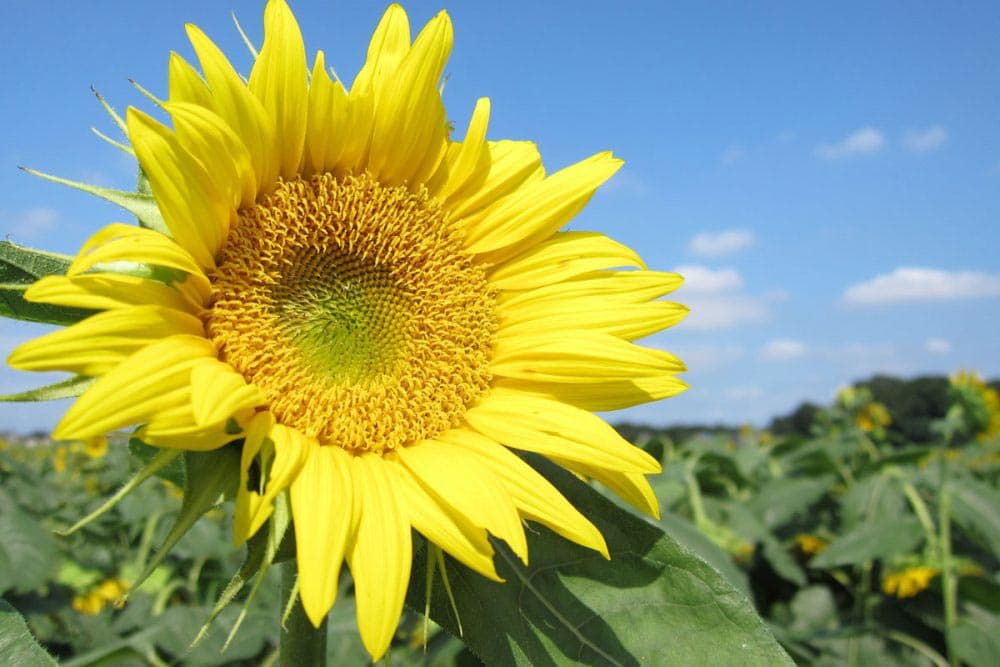 Kiyose Sunflower Festival 2026