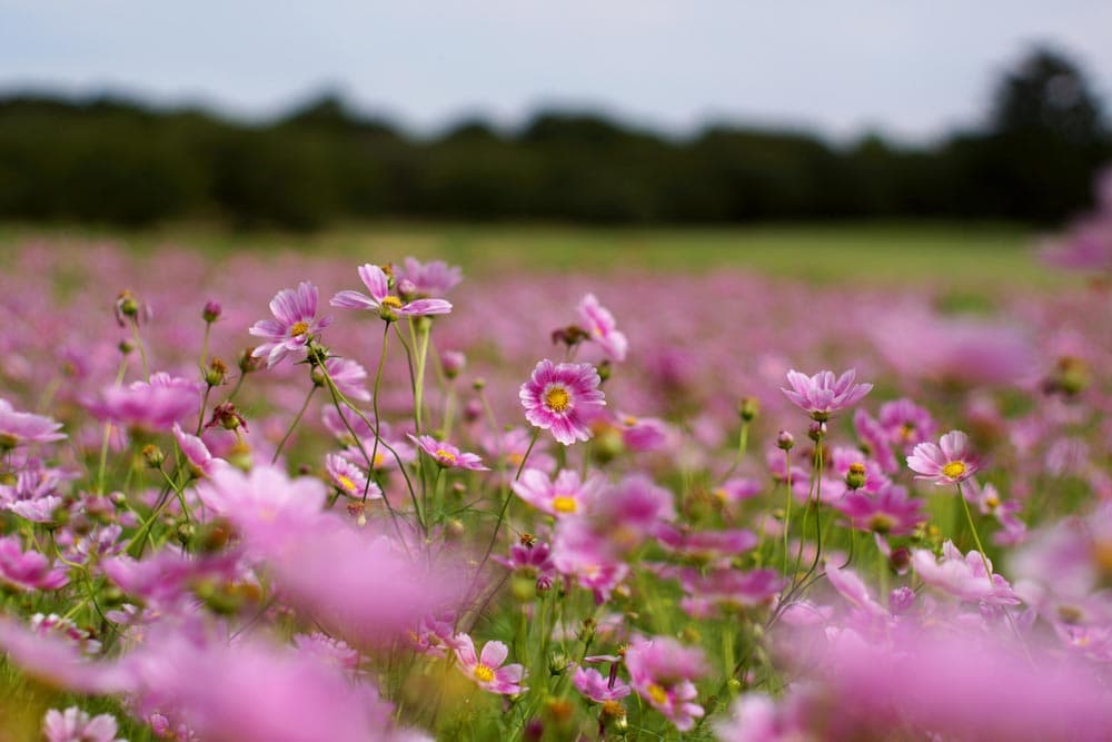 Showa Kinen Park Cosmos Festival 2026