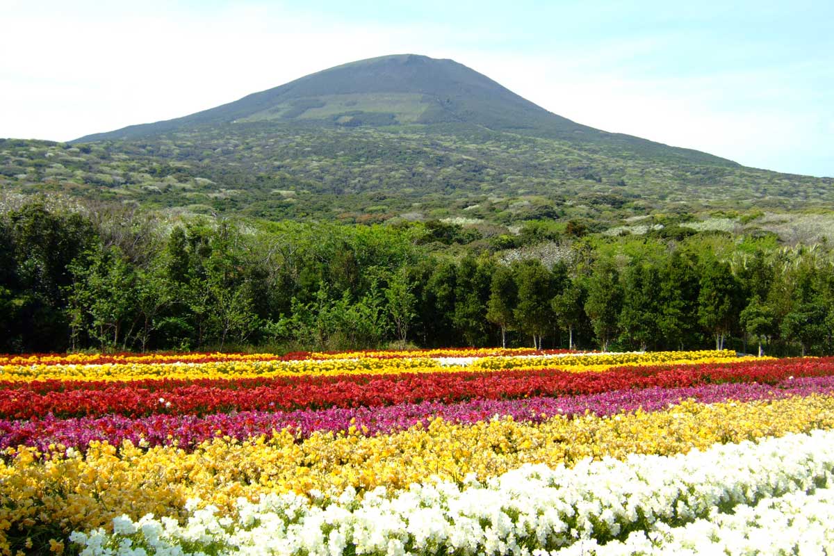 Hachijojima Freesia Festival 2027