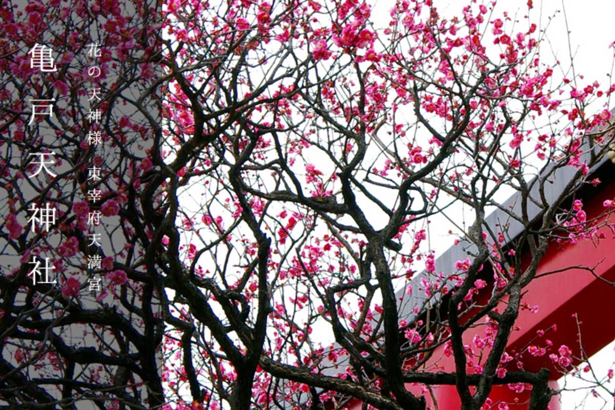 Kameido Tenjin Shrine Plum Festival 2027
