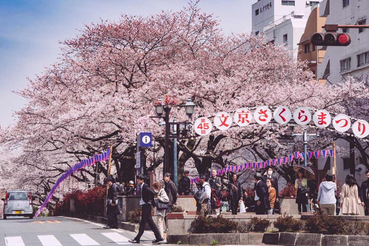 Bunkyo Cherry Blossom Festival 2027