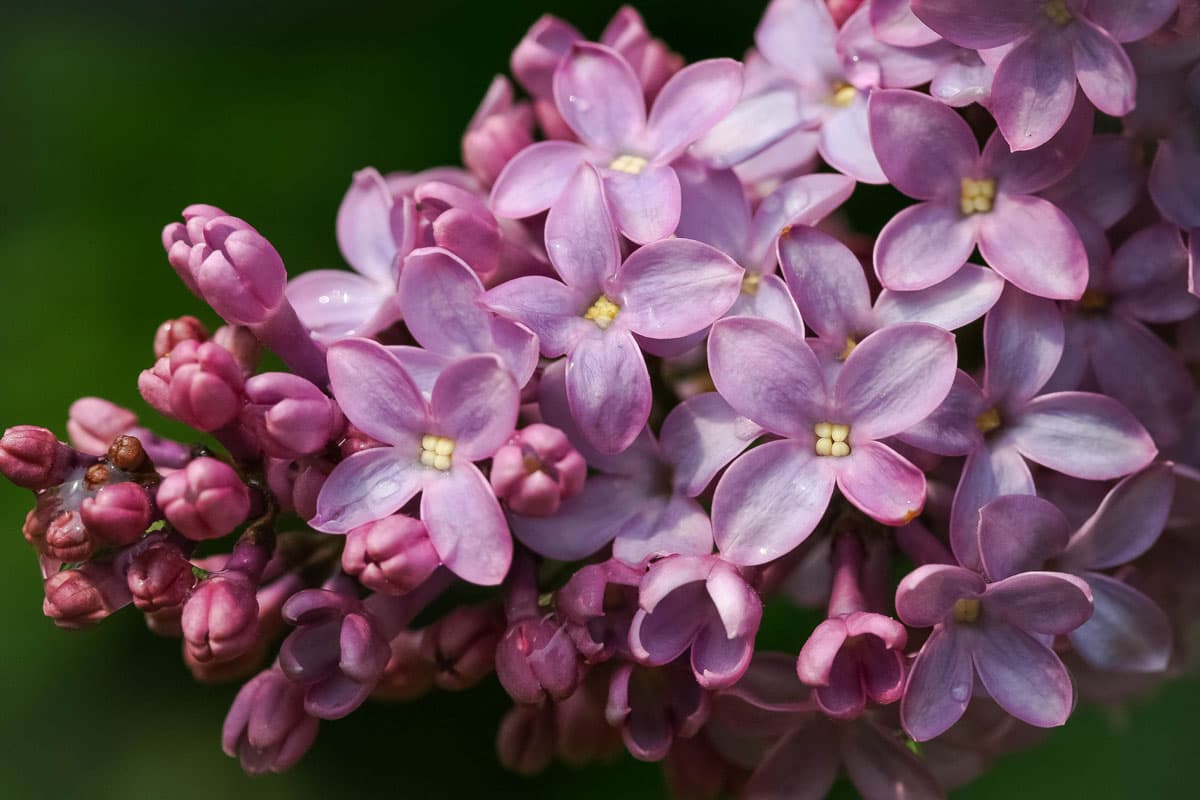 Sapporo Lilac Festival 2026