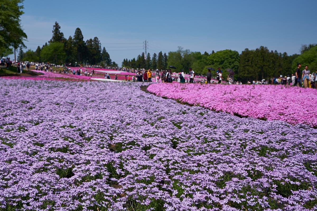 Hitsujiyama Park Shibazakura Hill 2026