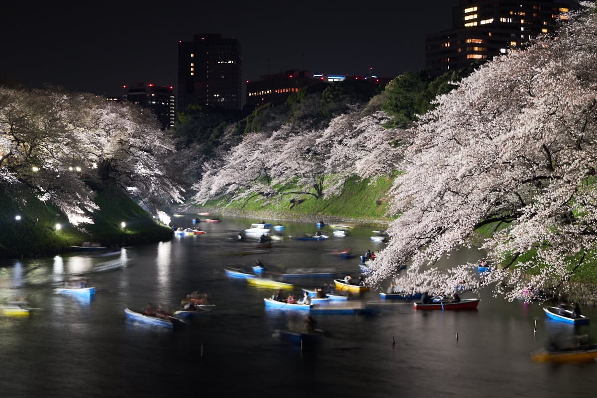 Chidorigafuchi Cherry Blossom Illuminations 2027