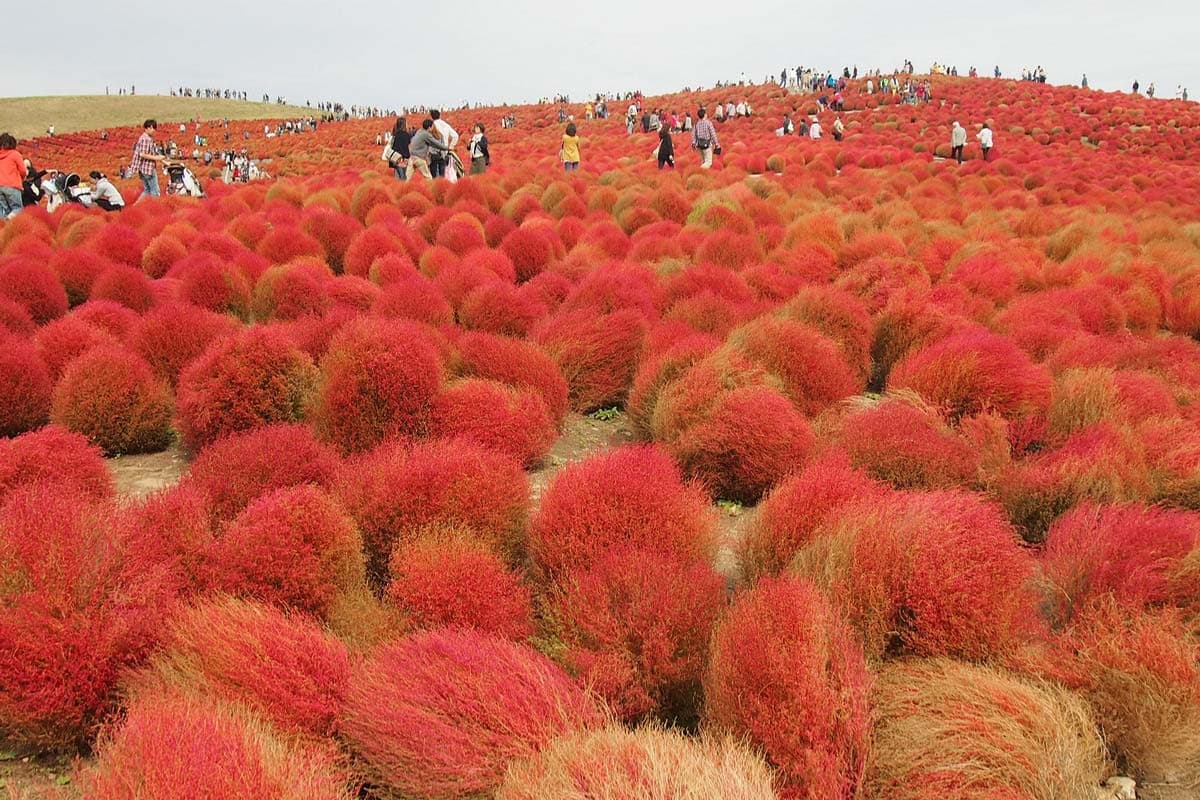 Hitachi Seaside Park: Kochia Carnival 2026