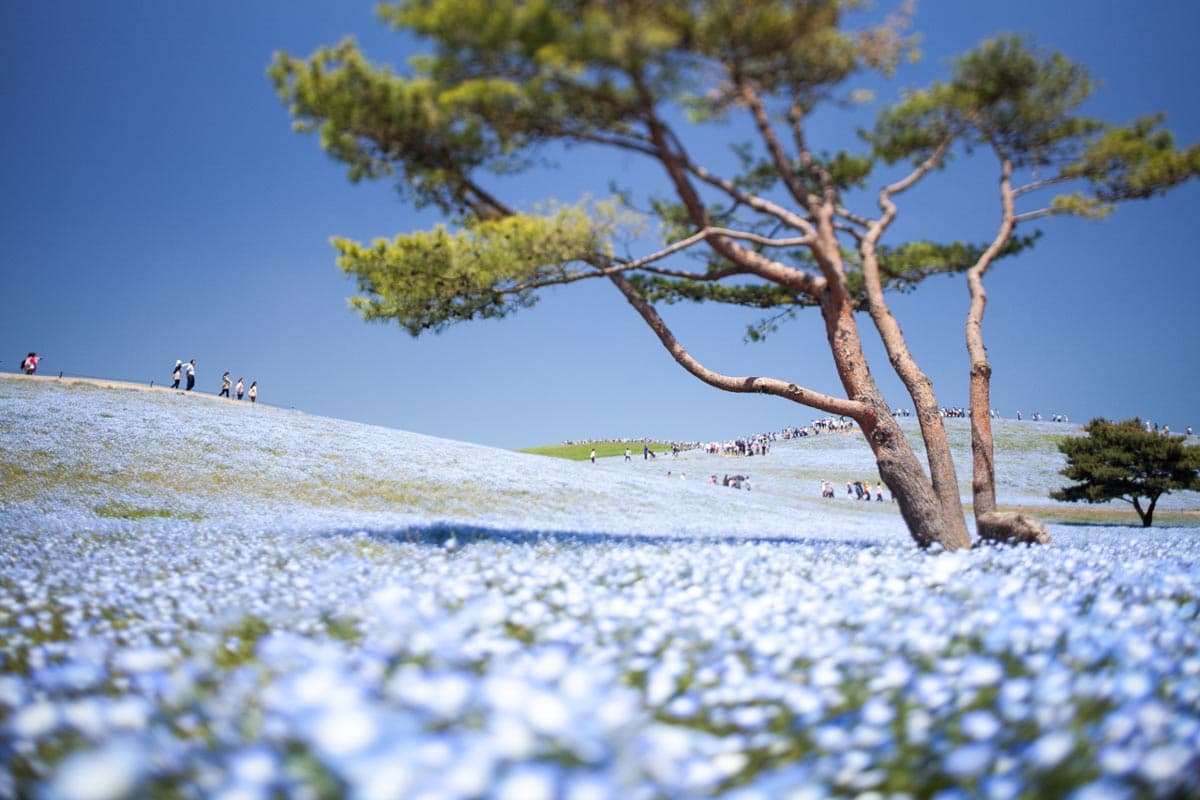 Hitachi Seaside Park: Nemophila Harmony 2026
