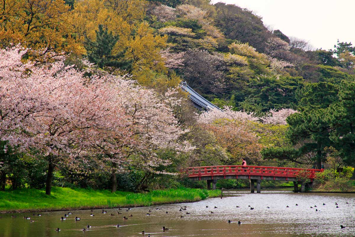 Sankeien Garden Cherry Blossom Light-up 2027