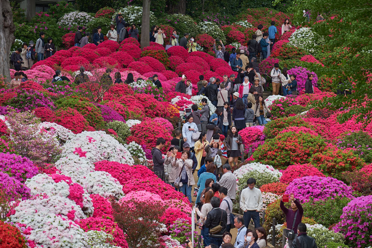 Bunkyo Azalea Festival 2023