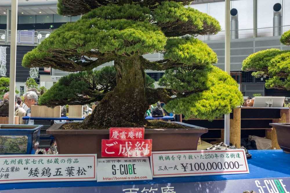 Photographs from the 8th World Bonsai Convention JAPANISTRY