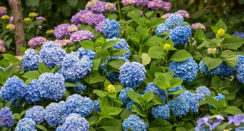 Bunkyo Hydrangea Festival 22 Japanistry Com