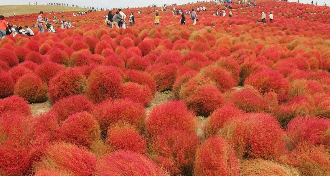 Hitachi Seaside Park Kochia Carnival 2024