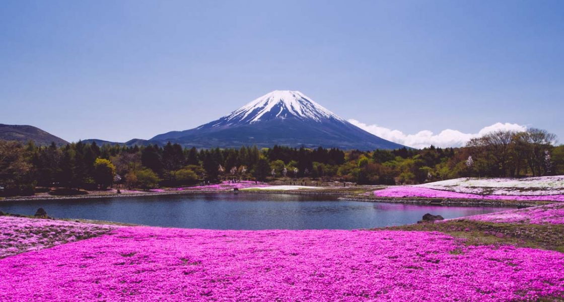 Fuji Shibazakura Festival 2024