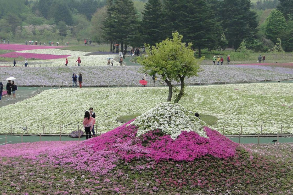 Fuji Shibazakura Festival 2025