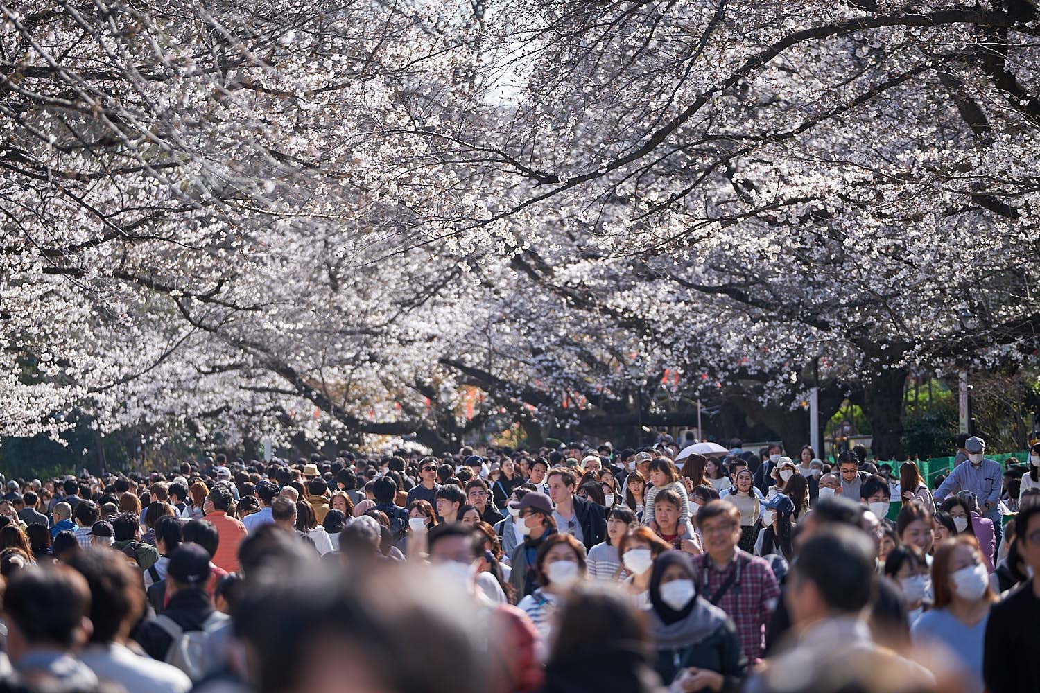 Ueno Cherry Blossom Festival 2022 | japanistry.com